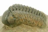 Detailed Reedops Trilobite - Atchana, Morocco #377000-1